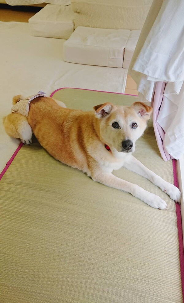 ３日間日和ちゃん☆