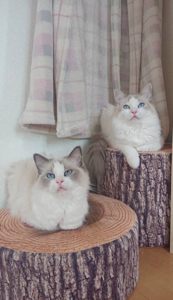 2022年12月28日生まれラグドール☆（残り１匹）☆