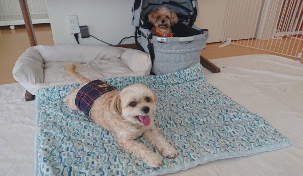 試しお泊りもち君むぎちゃん☆