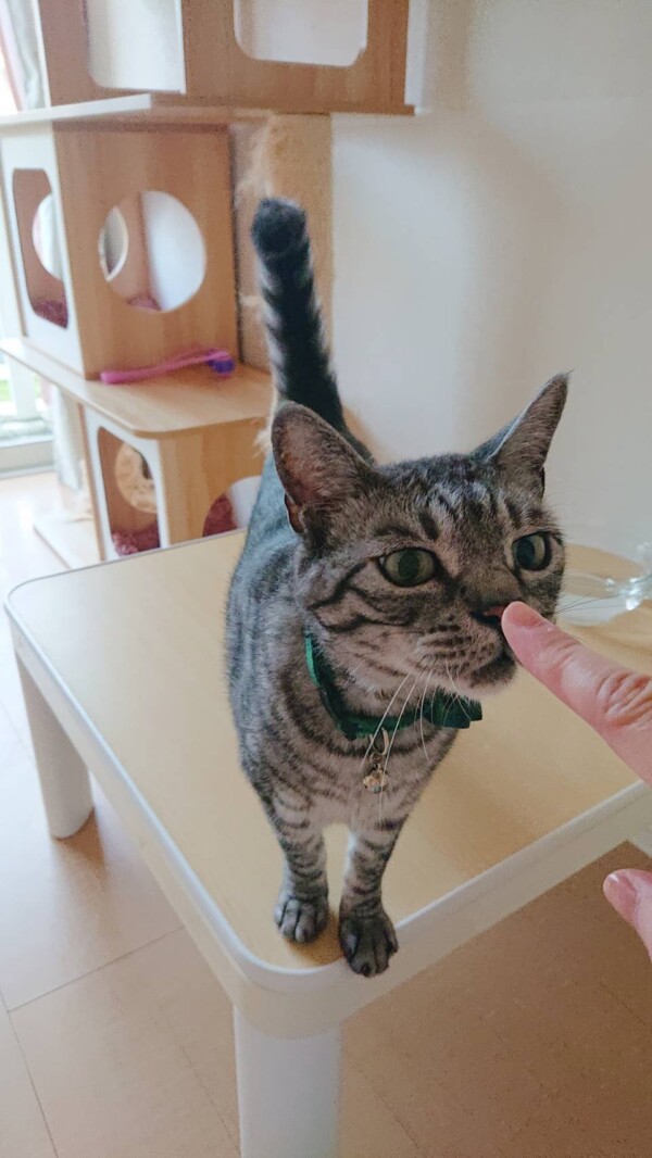 リラックスこむぎ君☆