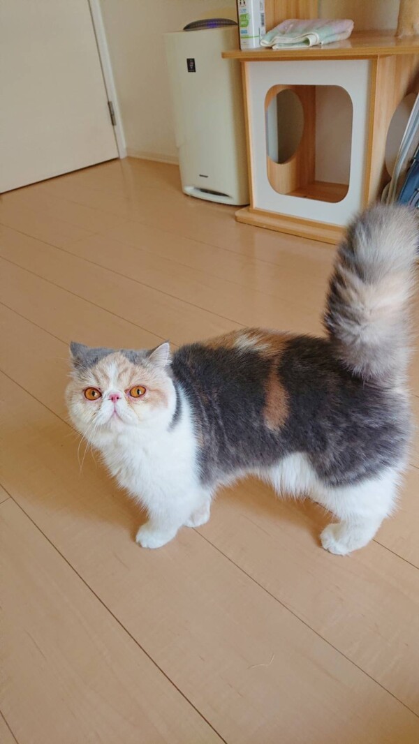 リピートのモンブランちゃん☆