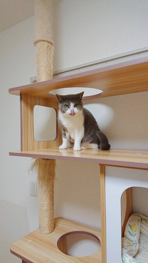 ９日間ラムネちゃん☆