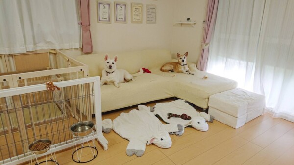 ３日間貸切コメ君ムギちゃん☆