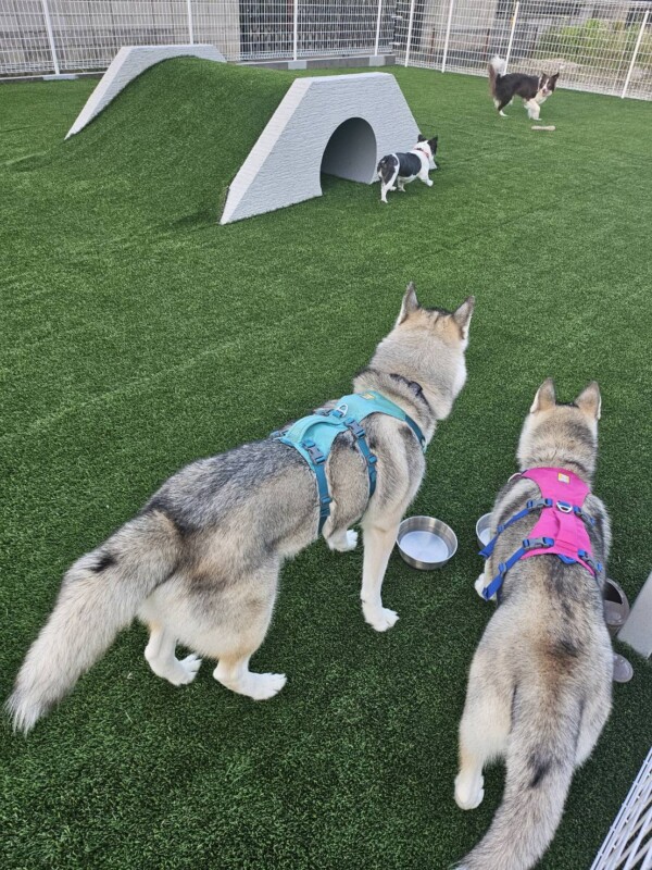 ドックパークOPENしたそうです☆