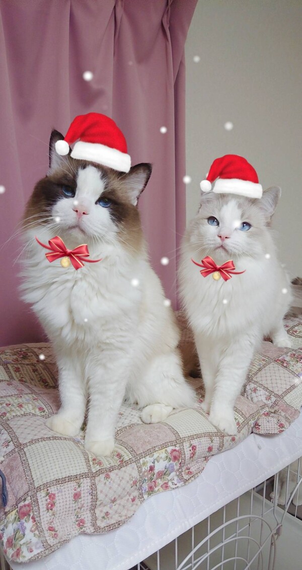 chat concierge FamilyのChristmas Eve☆