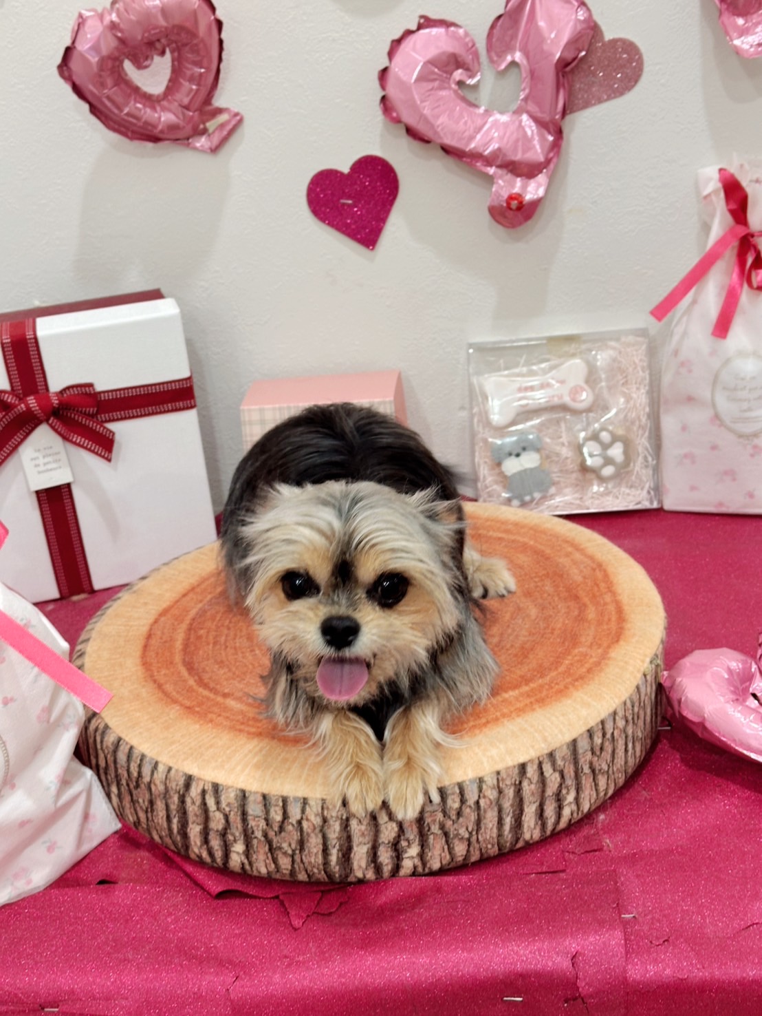 トリミングに行きました！