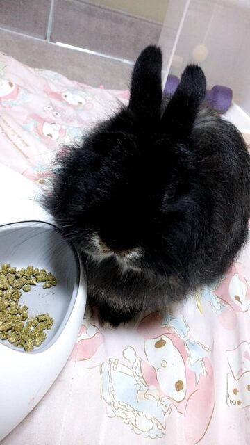 ジャージーウーリーのうにくん「尼崎市」