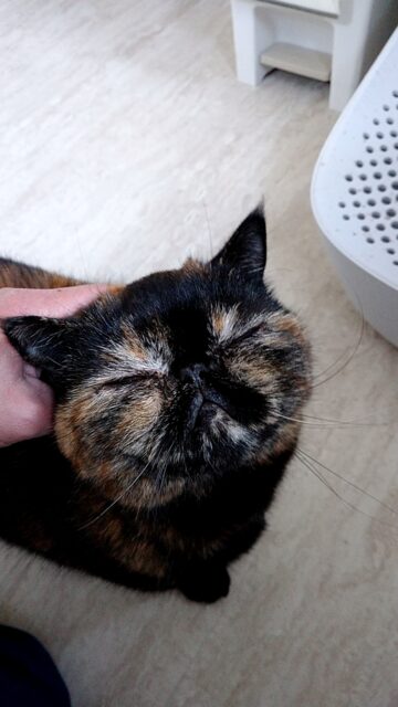 可愛い３にゃん🎵「芦屋市」