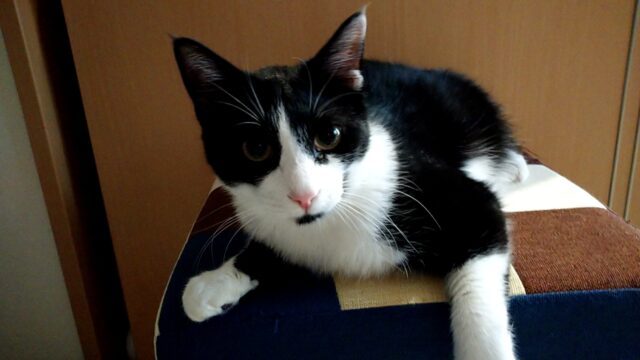 やんちゃなとらくんこいくん❤️「尼崎市」