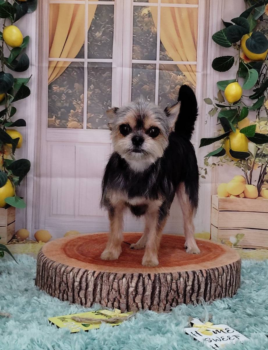 ヨーキーからチワワへ🩷