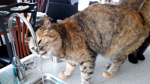 「芦屋市」お久しぶりの3にゃん❤️