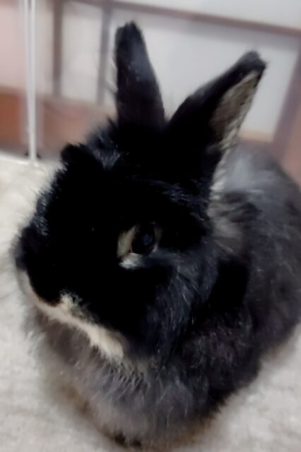 「尼崎市」可愛いうにくん❤️