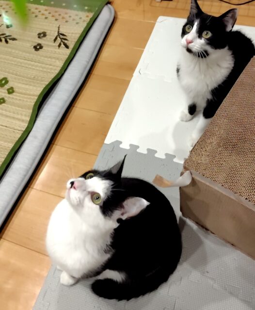 「尼崎市」とらくんこいくん❤️