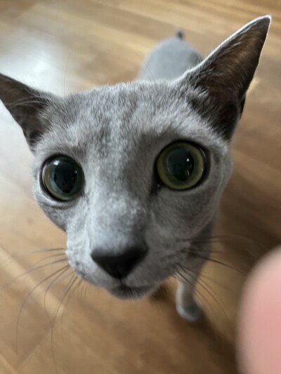 猫ちゃんのカウンセリング🎶