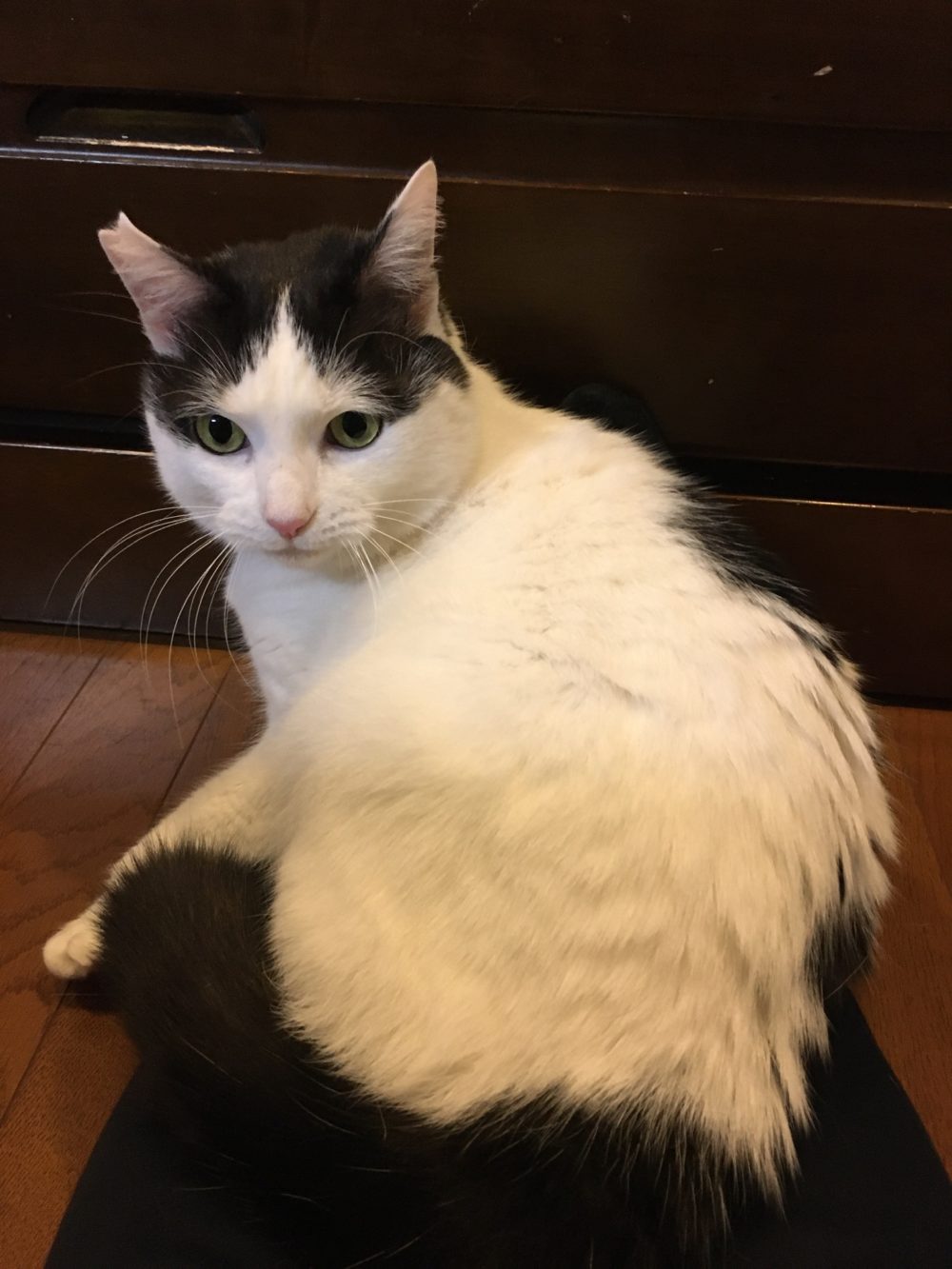 R1.11.5〜7 藤枝市牛柄猫アニーちゃん