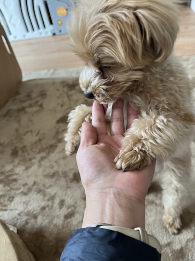 ワンちゃんのカウンセリング🐾