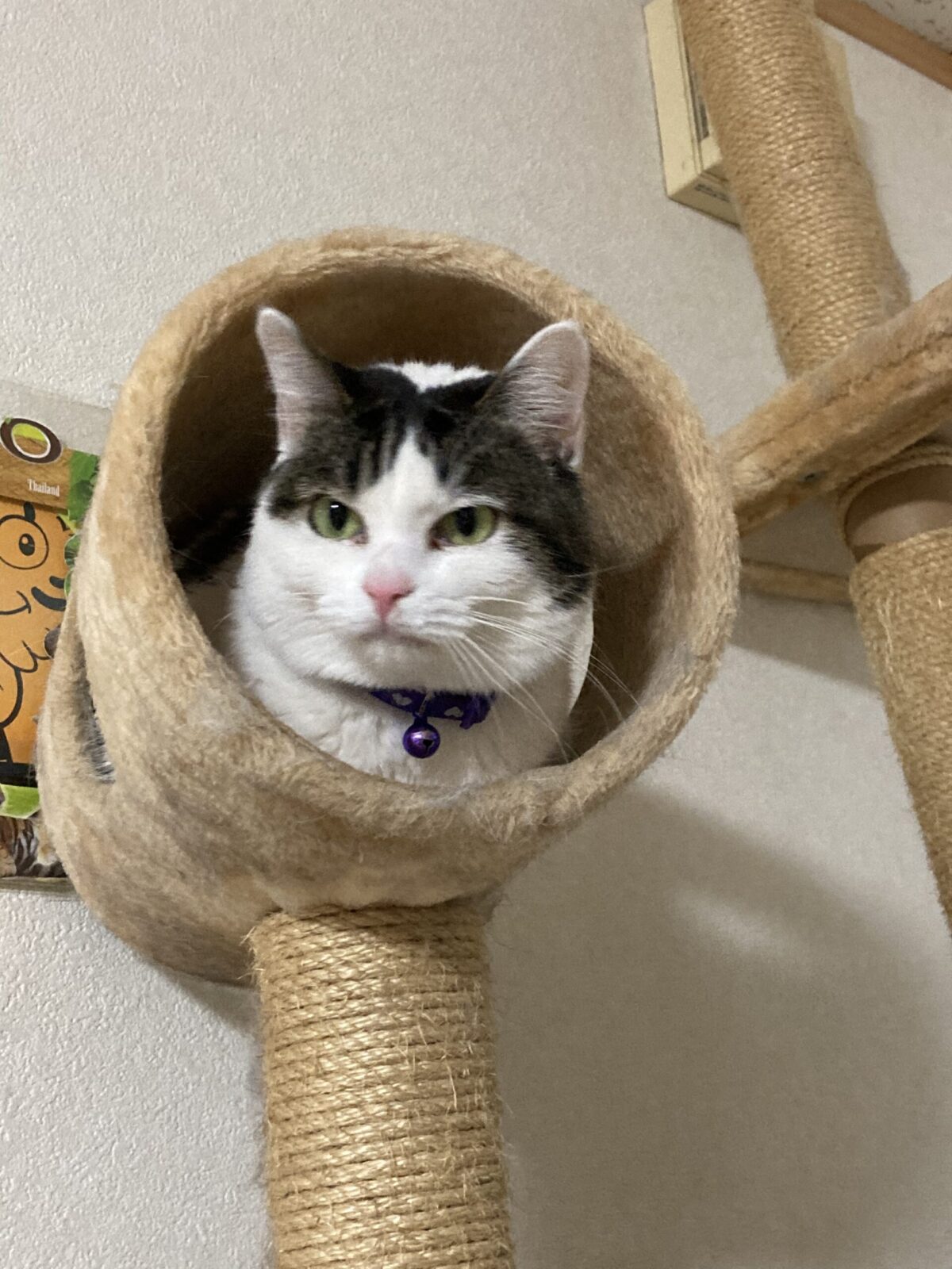 R3.3.25〜28吉田町の6にゃんず(=^x^=)