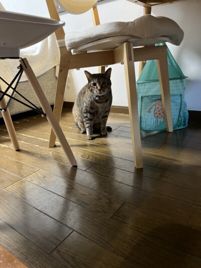 猫ちゃんのカウンセリング🎶