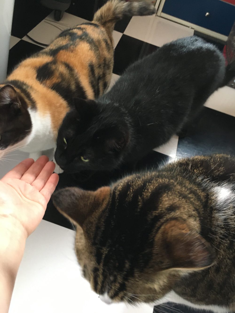 R2.3.30藤枝市しじみ&あさり&ムール(=^x^=)②