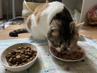 ブリティッシュちゃんのお世話