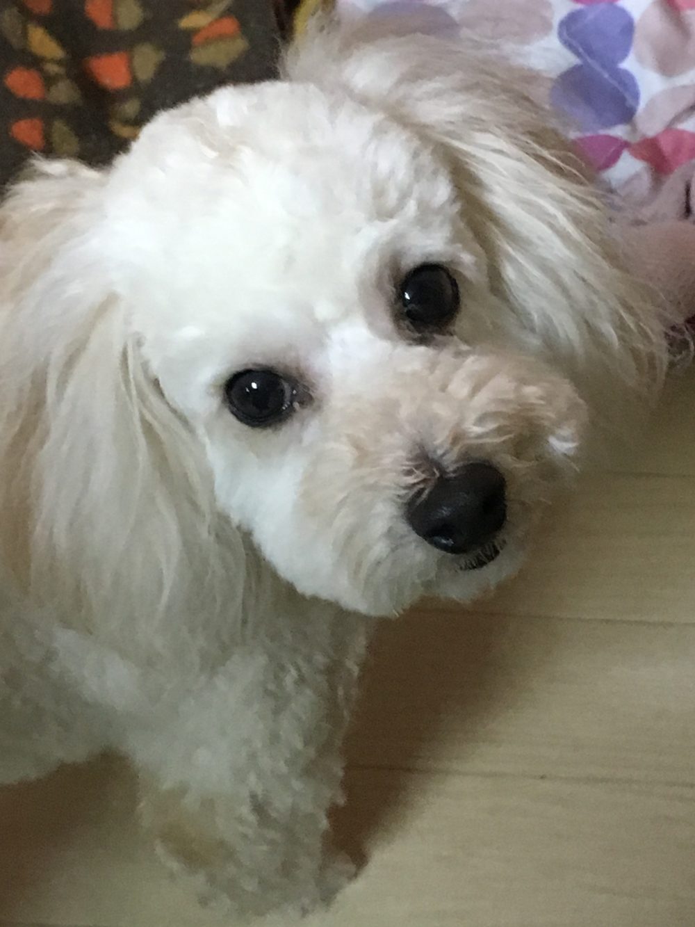 31.1.12〜1.13藤枝市トイプードルのメリちゃんムクくんのお世話