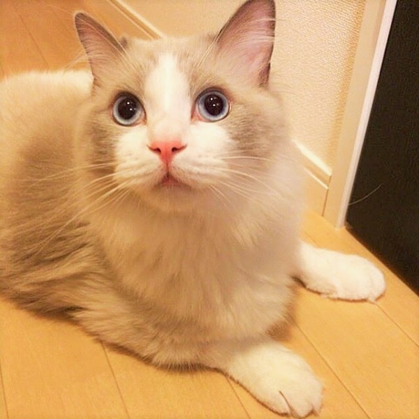 川口市　ラグドール　トラキチ君　キャットシッター