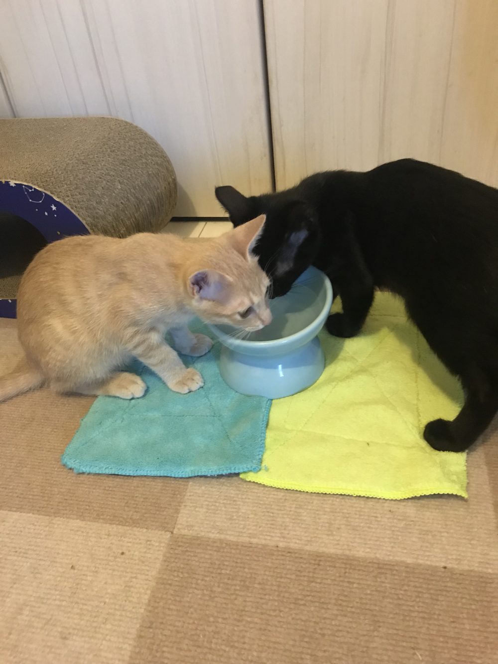 キャットシッター☆福岡市博多区 子猫の兄弟⑥