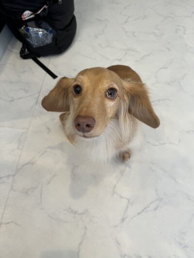 ミニチュアダックスさんのカウンセリング🎶