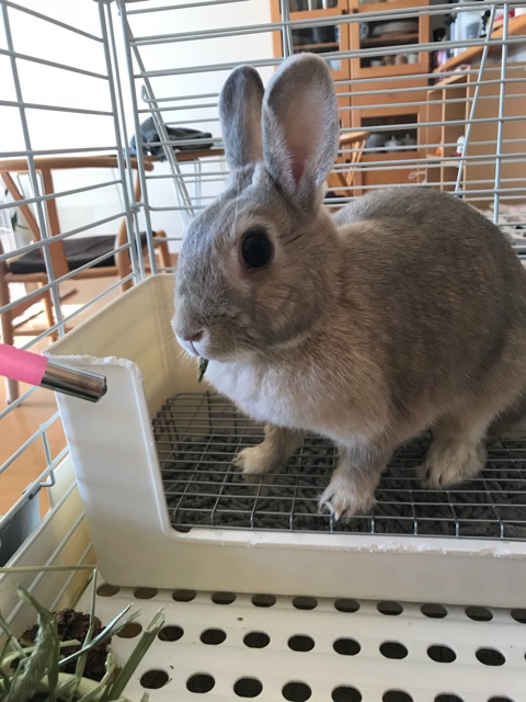 ペットシッター☆福岡市中央区 うさぎのはなちゃん 主様より