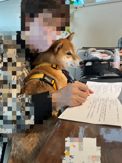 豆柴ちゃんのカウンセリング