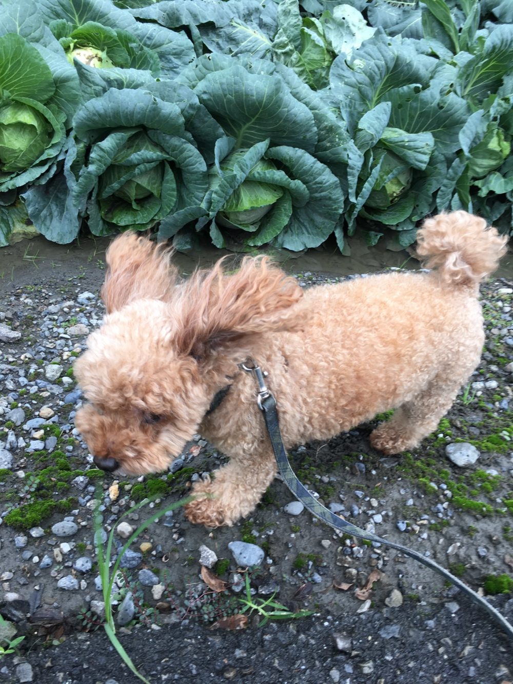 R1.10.24〜26 焼津市トイプードルのレンくん