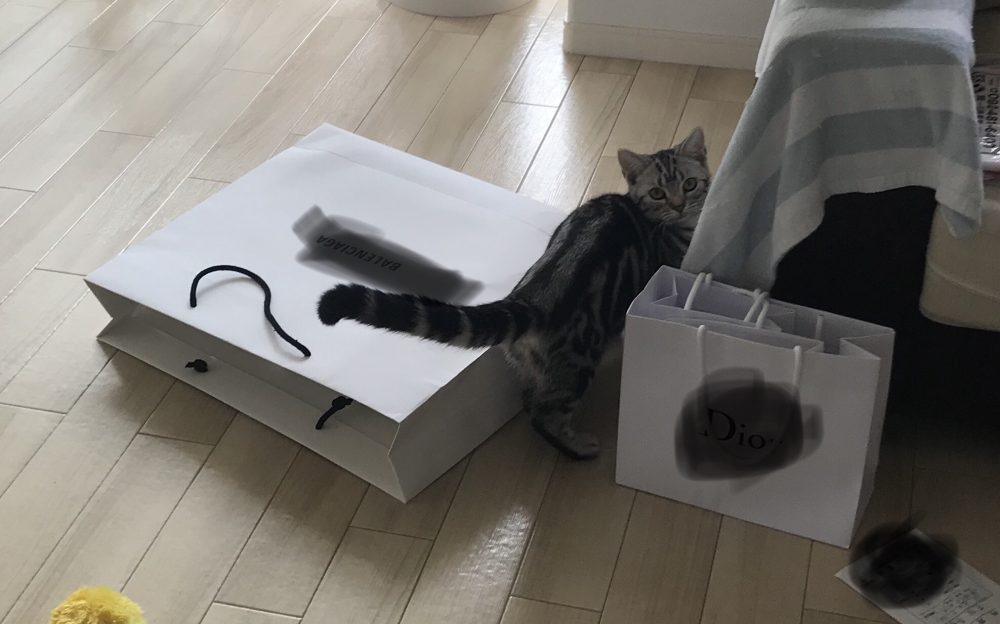 キャットシッター☆福岡市博多区 メルちゃん⑤