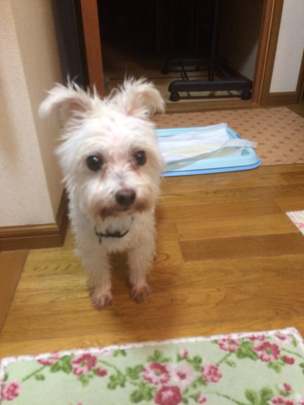 30.10.20〜21藤枝市マルチーズ  ミーちゃんのお世話