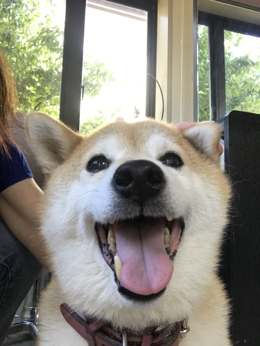 船橋市保護犬だった柴犬の初回訪問
