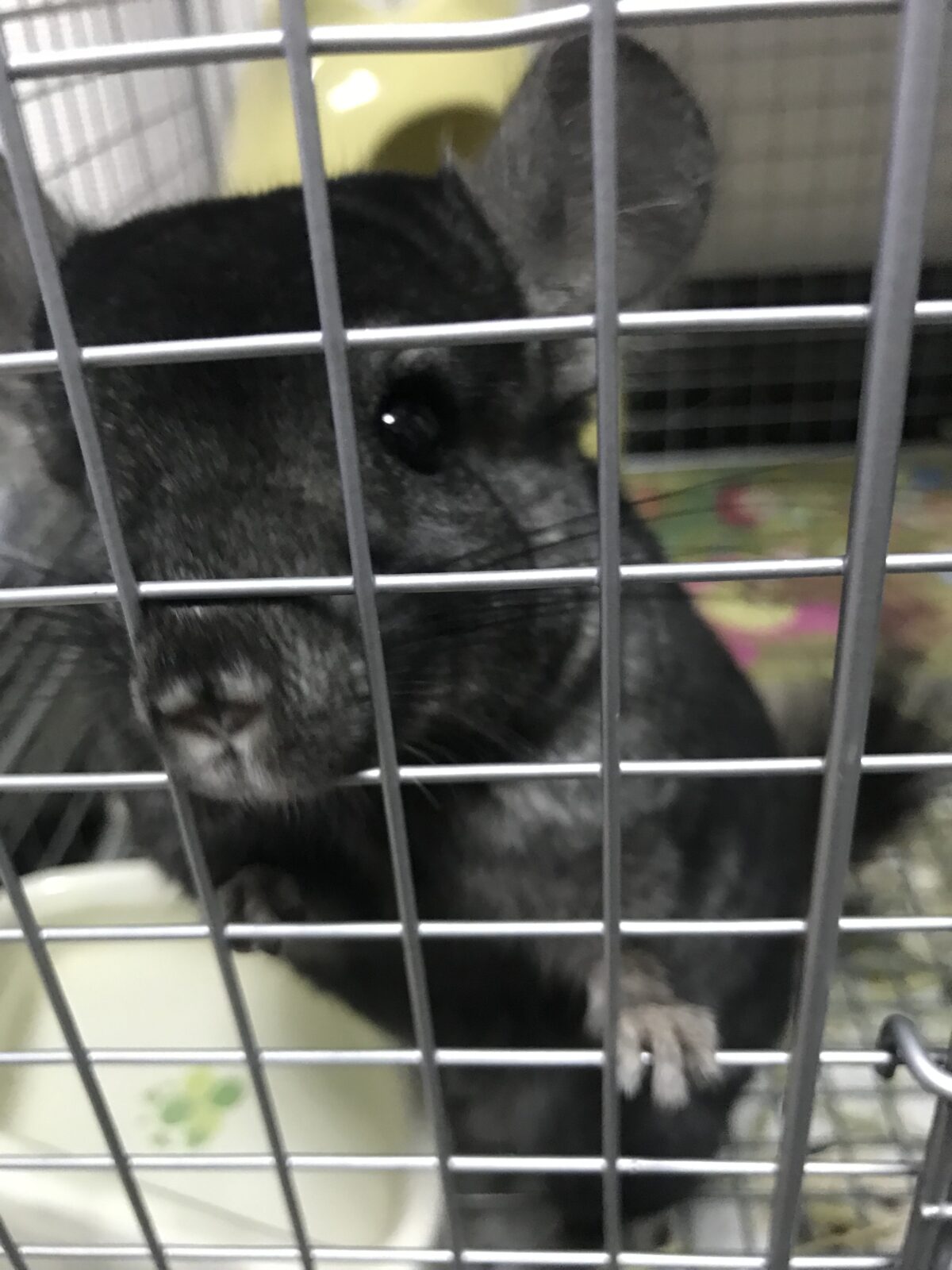 ペットシッター☆福岡市 チンチラ セブ君②