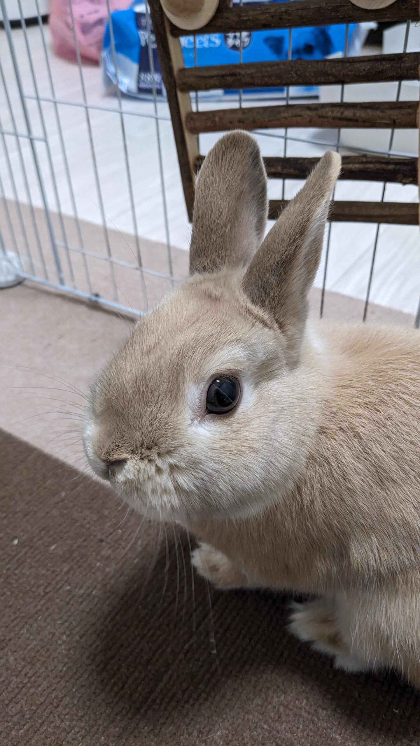 柏市 うさぎさん【しゃけくん】のお世話🐰