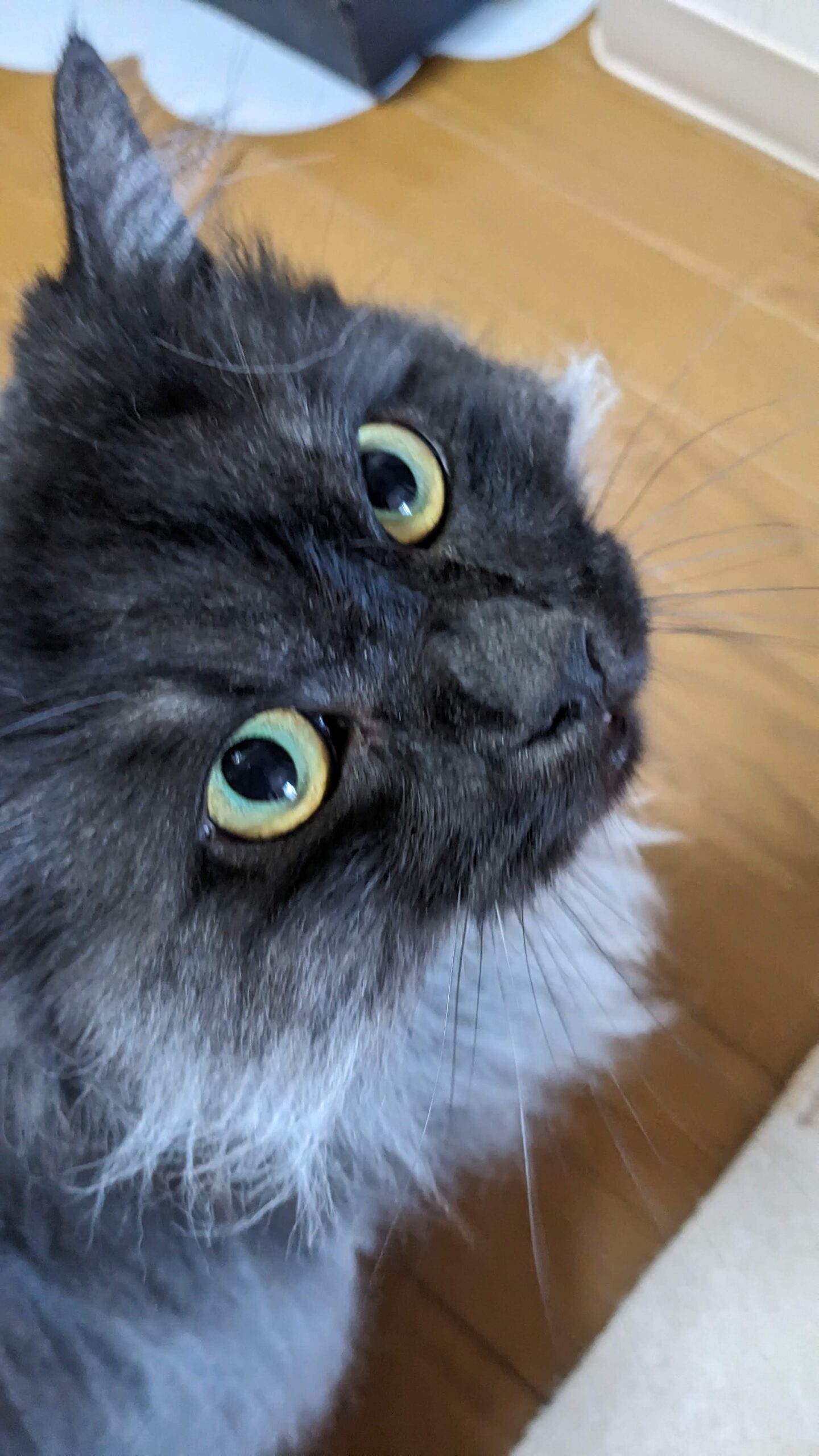 柏市 猫ちゃん【ふくくん】のお世話😺