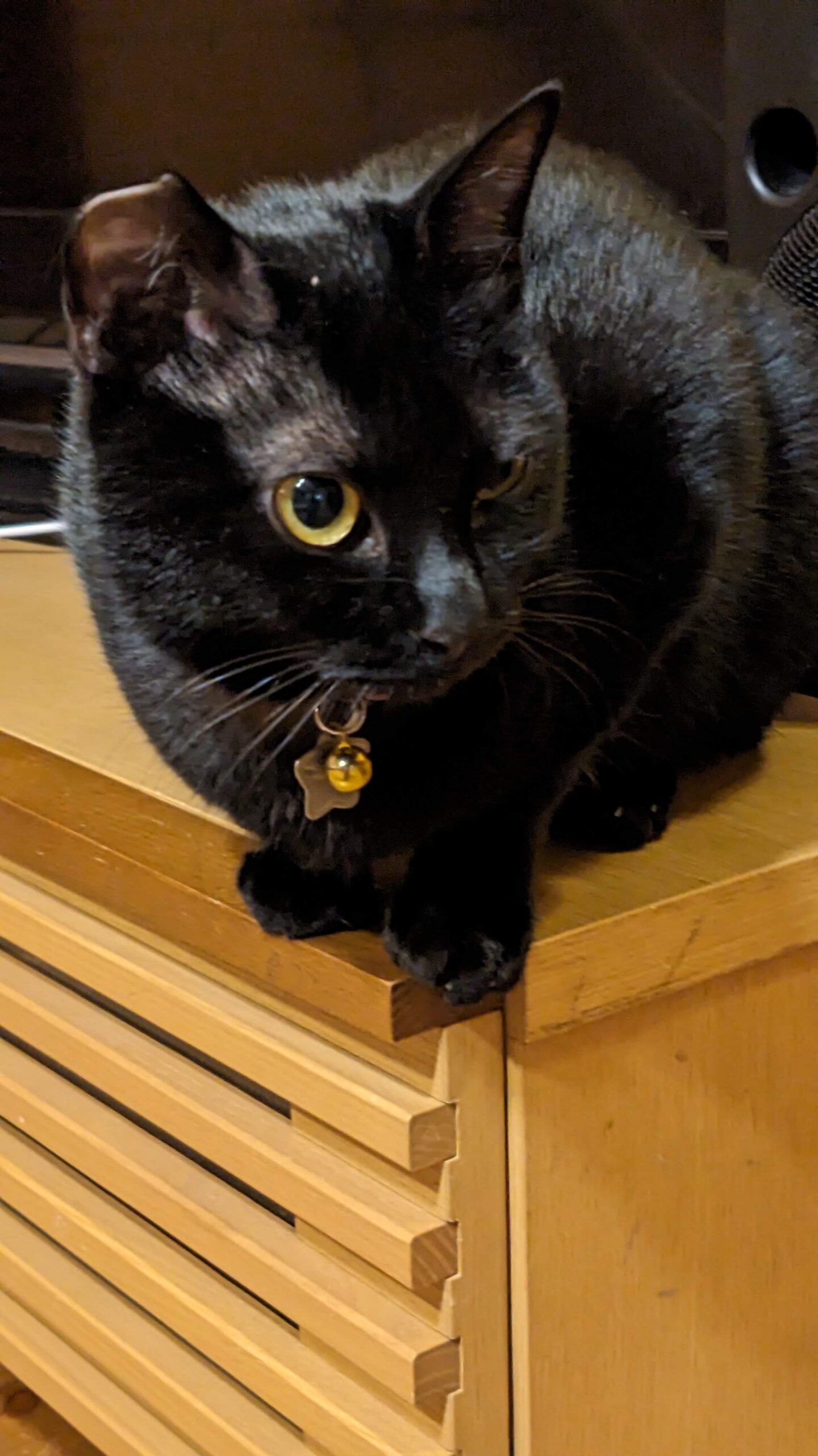 柏市 猫ちゃん【ジジちゃん】のお世話😺