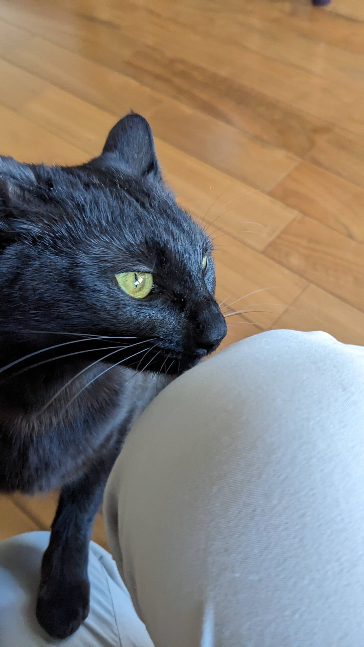 柏市 猫ちゃん【ロンちゃん】のお世話😺