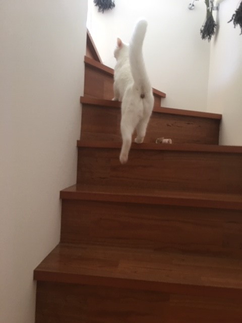 川口市　カフェ＆バルSpica　猫ちゃんズ　初回訪問