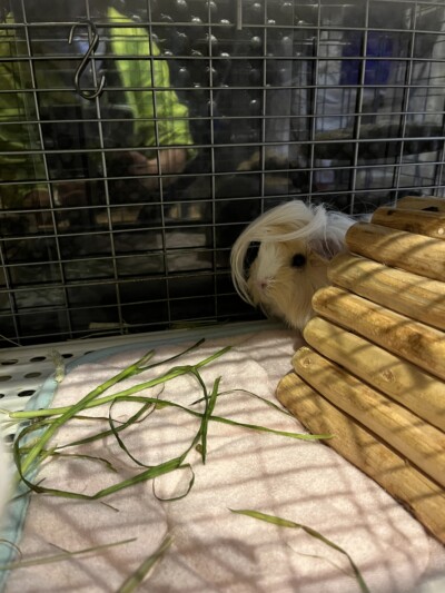 小動物のカウンセリング