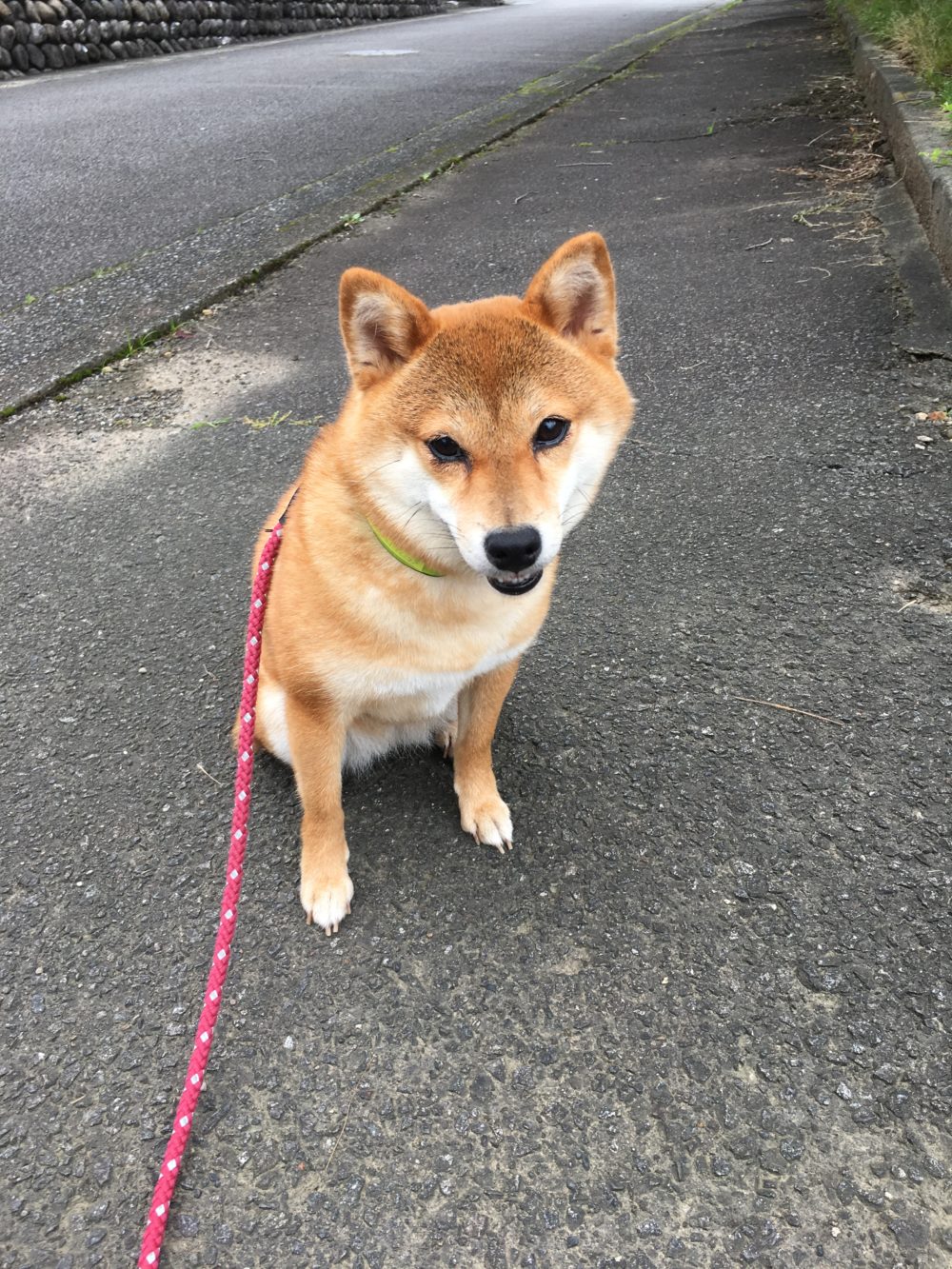 藤枝市柴犬メイちゃん飼い主様からのメール