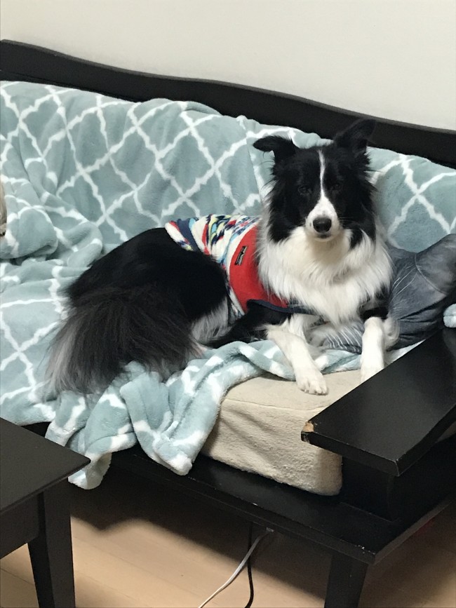 ペットシッター　茨木市　犬ちゃん　ステラちゃん・ニカちゃん