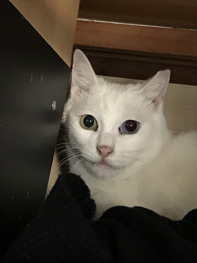 ペットシッター　茨木市　猫のココちゃん