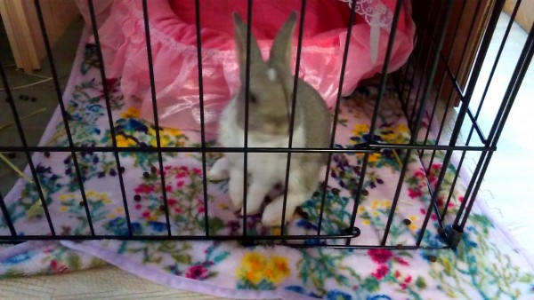 うさぎのチョコちゃん　ペットシッター　お世話