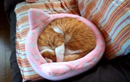 犬の要(よう)くんと猫の直(なお)くん　伊奈町で初回訪問①