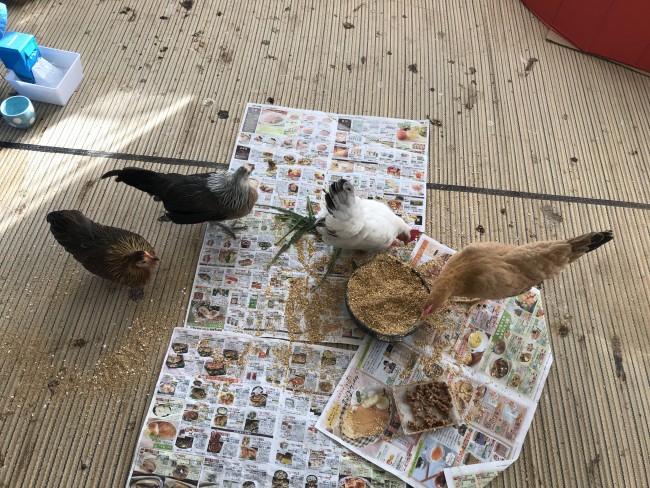 ペットシッター　箕面市　鶏ちゃん