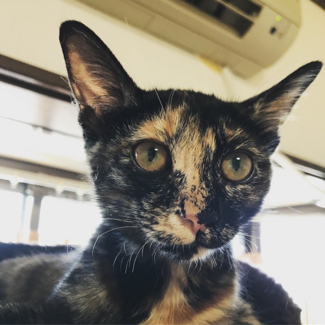 ペットホテル　サビ猫　こはるちゃん