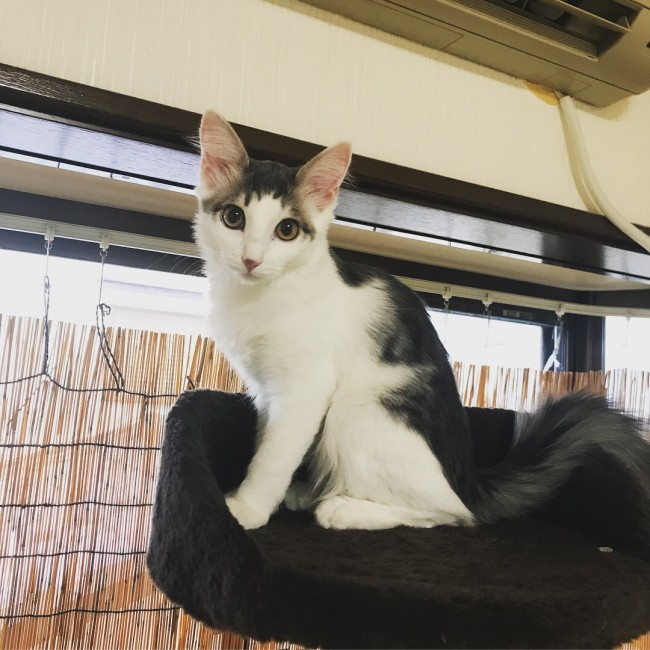 ペットホテル　猫のモモちゃん