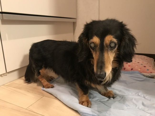 ペットシッター 豊中 ダックスフンド